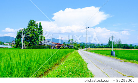 Country landscape in summer 85292303