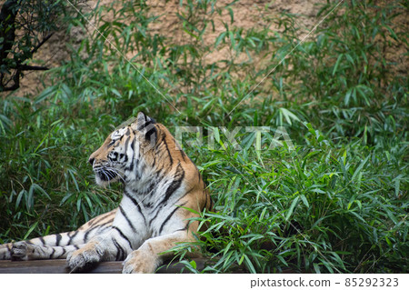 Amur Tora Amur Tora 85292323