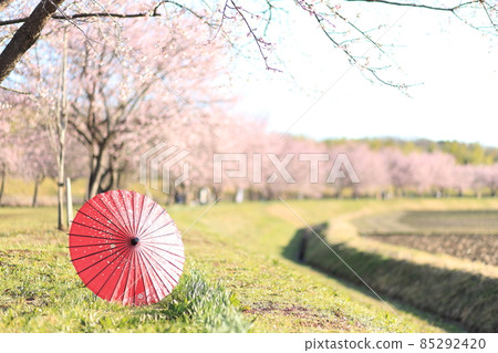 埼玉縣 Kitaasaba Sakuratsutsumi Park 櫻花和日本傘 85292420