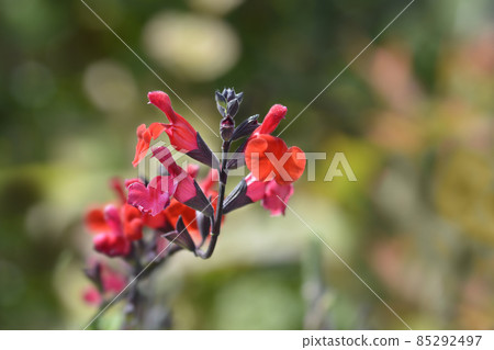 Baby sage Red Velvet 85292497