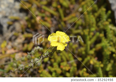Common rockrose 85292498