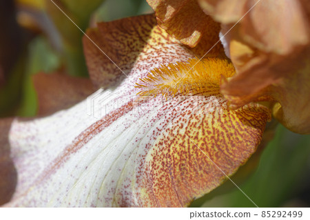 Tall bearded iris Wild Ginger 85292499