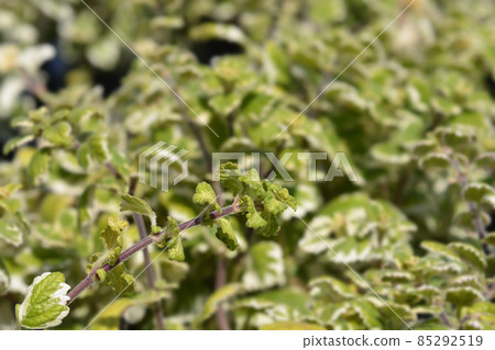 Swedish ivy Swedish ivy 85292519