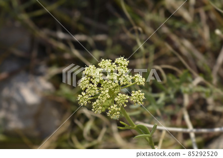 Sea fennel Sea fennel 85292520