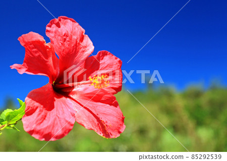 沖繩深藍的天空和鮮紅的芙蓉 沖繩深藍的天空和鮮紅的芙蓉 85292539