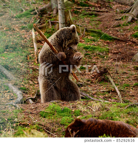 Two large brown bears resting in the forest, inhabitants of the Ukrainian Carpathians, large and aggressive mammals. Two large brown bears resting in the forest, inhabitants of the Ukrainian Carpathians, large and aggressive mammals. 85292616
