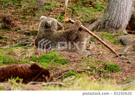 A big and formidable bear plays with a stick, a spring rest for a bear, a forest dweller. 85292620