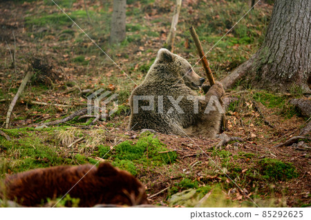 Wild bears of Synevyrska Polyana, brown bears rehabilitation center in Ukraine. 85292625