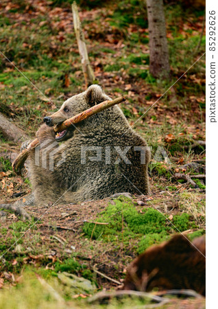 Brown bear playing in the woods with a wooden stick. Brown bear playing in the woods with a wooden stick. 85292626