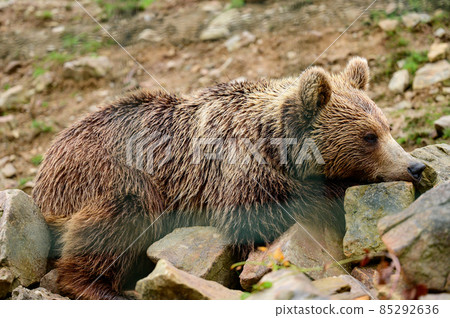 Brown bear close up, large and massive forest predator, dangerous animal for humans. Brown bear close up, large and massive forest predator, dangerous animal for humans. 85292636