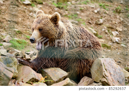 Brown bear close up, large and massive forest predator, dangerous animal for humans. Brown bear close up, large and massive forest predator, dangerous animal for humans. 85292637
