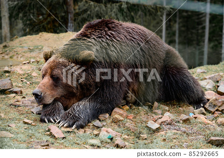 Brown bear of Synevyr glade of Zakarpattia region in Ukraine. Brown bear of Synevyr glade of Zakarpattia region in Ukraine. 85292665