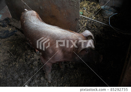 Piglet on spring green grass on a farm 85292735