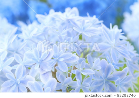 Light blue and blue hydrangea kaleidoscope variety with beautiful fine flowers 85292740