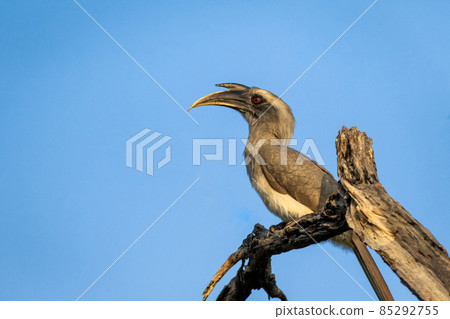 indian grey hornbill or Ocyceros birostris portrait perched at keoladeo national park or bharatpur bird sanctuary rajasthan india 85292755