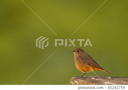 Black redstart or Phoenicurus ochruros small bird portrait with natural green background at keoladeo national park or bharatpur bird sanctuary rajasthan india Black redstart or Phoenicurus ochruros small bird portrait with natural green background at keoladeo national park or bharatpur bird sanctuary rajasthan india 85292759