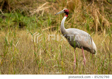 sarus crane or Grus antigone bird portrait with water droplets in air from beak in natural green background during excursion at keoladeo national park or bharatpur bird sanctuary rajasthan india sarus crane or Grus antigone bird portrait with water droplets in air from beak in natural green background during excursion at keoladeo national park or bharatpur bird sanctuary rajasthan india 85292760