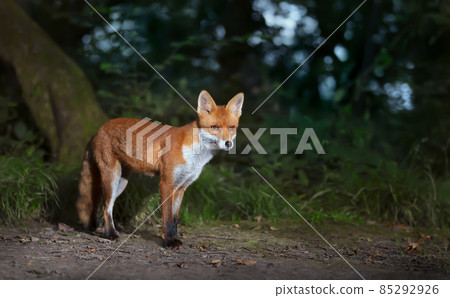 Close up of a Red fox cub in forest Close up of a Red fox cub in forest 85292926