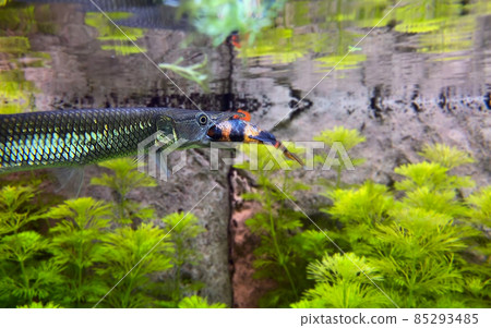 Pike Ctenolucius hujeta hunts small fish. Hujeta Gar Fish swims under the surface of the water.  85293485