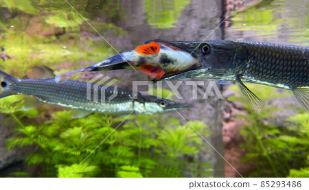 Pike Ctenolucius hujeta hunts small fish. Hujeta Gar Fish swims under the surface of the water. Pike Ctenolucius hujeta hunts small fish. Hujeta Gar Fish swims under the surface of the water. 85293486