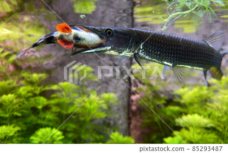 Pike Ctenolucius hujeta hunts small fish. Hujeta Gar Fish swims under the surface of the water. Pike Ctenolucius hujeta hunts small fish. Hujeta Gar Fish swims under the surface of the water. 85293487
