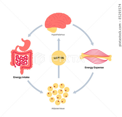 Hunger appetite hormones 85293574