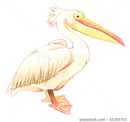 側身鵜鶘手繪水彩插畫素材 85293701