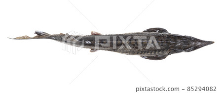 top view of fresh sturgeon fish isolated on white top view of fresh sturgeon fish isolated on white 85294082