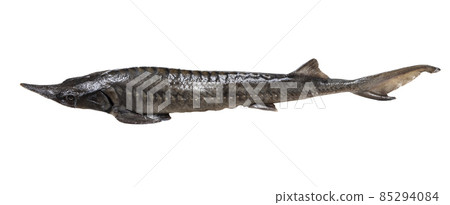 side view of fresh sturgeon fish isolated on white side view of fresh sturgeon fish isolated on white 85294084