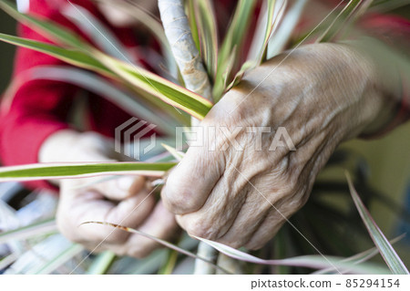 hands of aged woman fixing dracaena houseplant 85294154