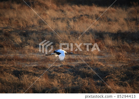 Cheorwon-gun, Cheorwon Crane Village, Cygnus, Red-crowned Crane, Crane Cheorwon-gun, Cheorwon Crane Village, Cygnus, Red-crowned Crane, Crane 85294413