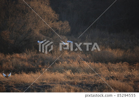 Cheorwon-gun. Cheorwon Crane Village. Exploration 85294555