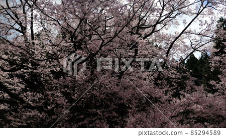 Niyodogawa Town, Kochi Prefecture Gourd-shaped cherry blossoms in Funano blooming in the remote mountains overlooking the Niyodo River 85294589