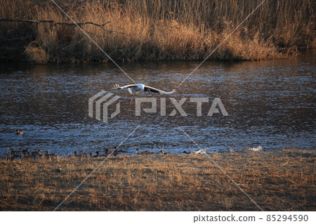 Cheorwon-gun. Cheorwon Crane Village. Exploration Cheorwon-gun. Cheorwon Crane Village. Exploration 85294590