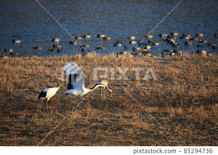 Gangwon-do, Cheorwon Crane Village, Cheorwon-gun, Birdwatching Gangwon-do, Cheorwon Crane Village, Cheorwon-gun, Birdwatching 85294736