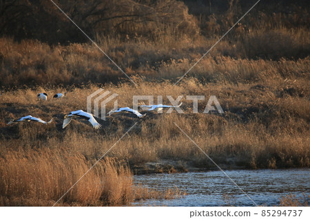 Gangwon-do, Cheorwon Crane Village, Cheorwon-gun, Birdwatching 85294737