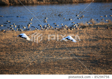 Gangwon-do, Cheorwon Crane Village, Cheorwon-gun, Birdwatching Gangwon-do, Cheorwon Crane Village, Cheorwon-gun, Birdwatching 85294756