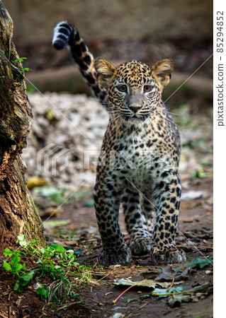 Leopard cub, Panthera pardus kotiya Leopard cub, Panthera pardus kotiya 85294852