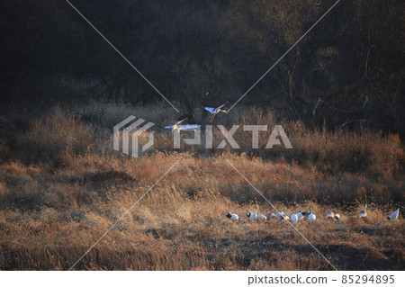 Cheorwon Crane Village. Cheorwon County. Exploration Cheorwon Crane Village. Cheorwon County. Exploration 85294895