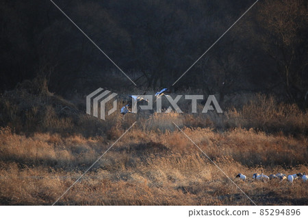 Cheorwon Crane Village. Cheorwon County. Exploration 85294896