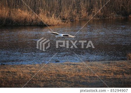 Cheorwon Crane Village. Cheorwon County. Exploration 85294907