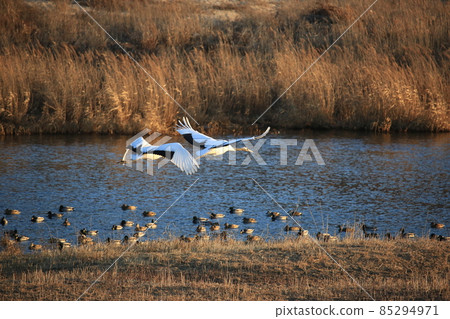 鐵原郡鐵原鶴村觀鳥 85294971