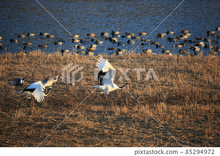 Cheorwon Crane Village. Cheorwon County. Exploration Cheorwon Crane Village. Cheorwon County. Exploration 85294972