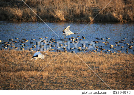 鐵原郡鐵原鶴村觀鳥 85294973