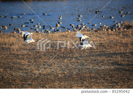 Cheorwon Crane Village. Cheorwon County. Exploration 85295042