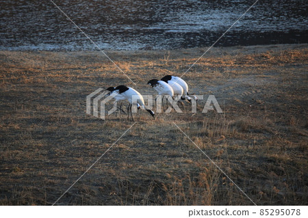 Cheorwon Crane Village. Cheorwon County. Exploration 85295078