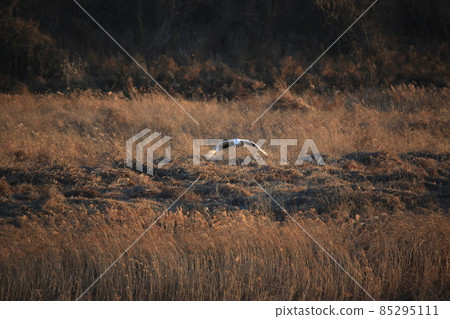 Cheorwon Crane Village. Cheorwon County. Exploration 85295111