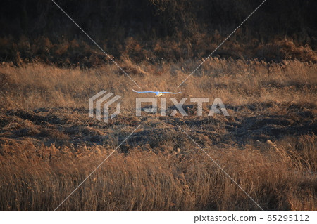 Cheorwon Crane Village. Cheorwon County. Exploration 85295112