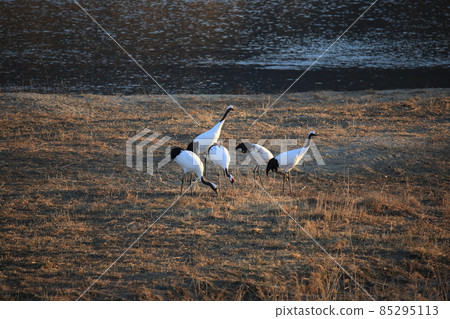 Cheorwon Crane Village. Cheorwon County. Exploration 85295113