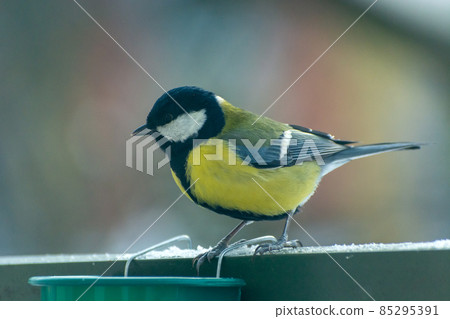 One tit bird next to the feed container One tit bird next to the feed container 85295391